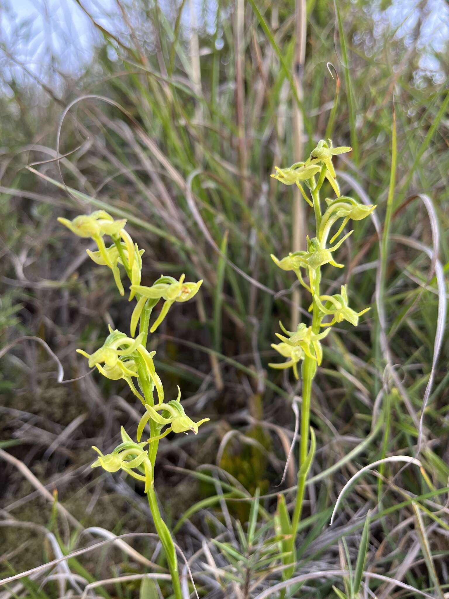 Image of Platanthera pachyglossa Hayata