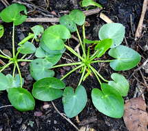 Image of Sagittaria guayanensis subsp. guayanensis