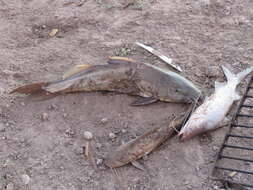 Image of Catfish