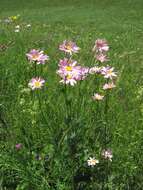 صورة Tanacetum coccineum (Willd.) Grierson