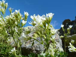 Imagem de Saxifraga geranioides L.