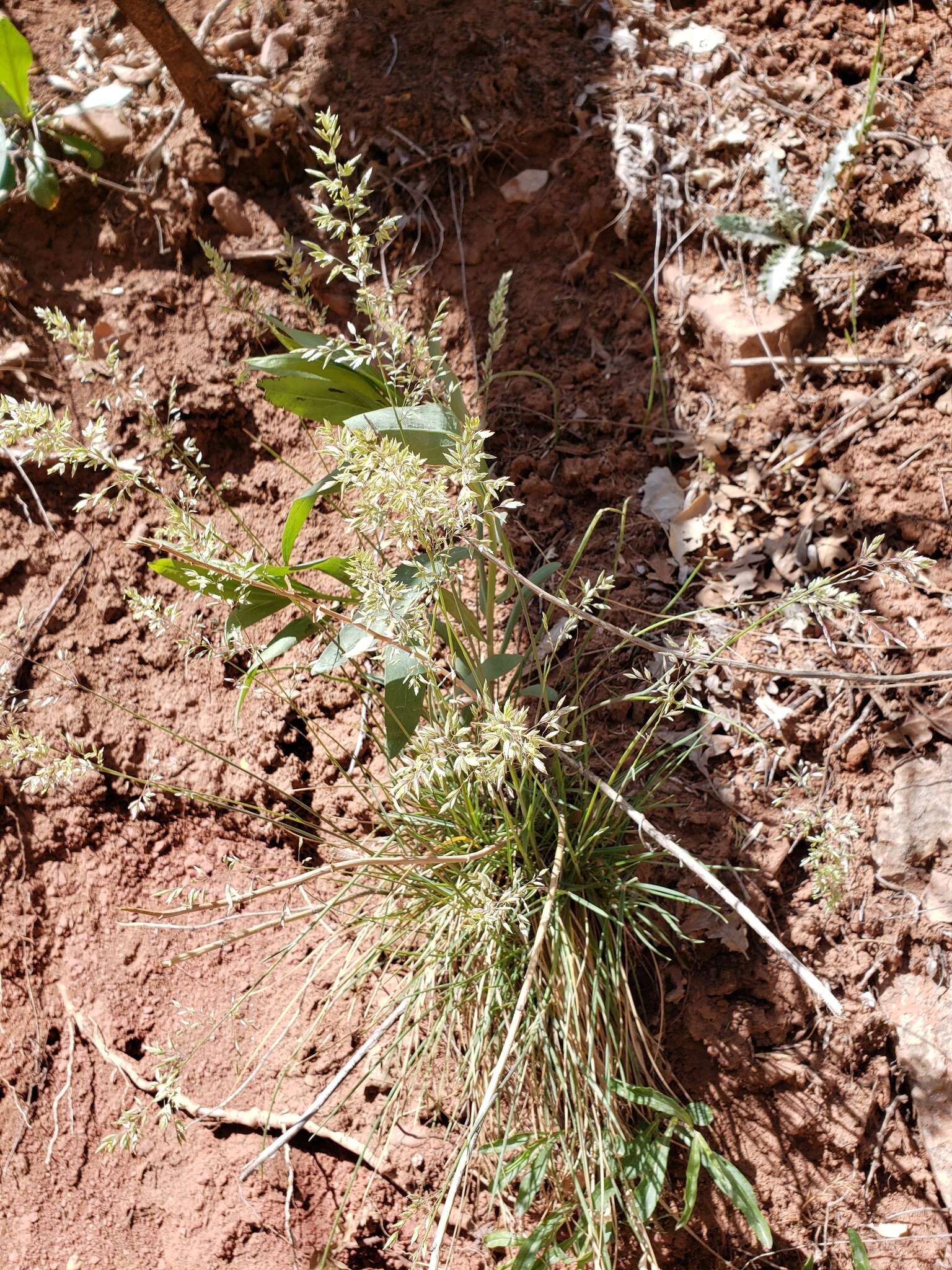 Plancia ëd Poa fendleriana (Steud.) Vasey