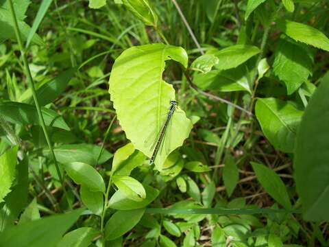 Image of Taiga Bluet