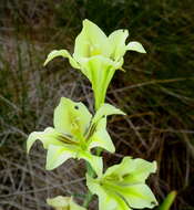 Imagem de Gladiolus tristis L.