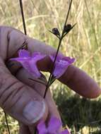 Image of coastal plain false foxglove