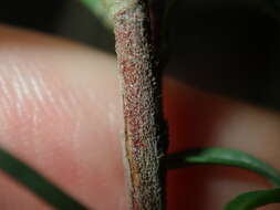 Image of Hibbertia linearis R. Br. ex DC.