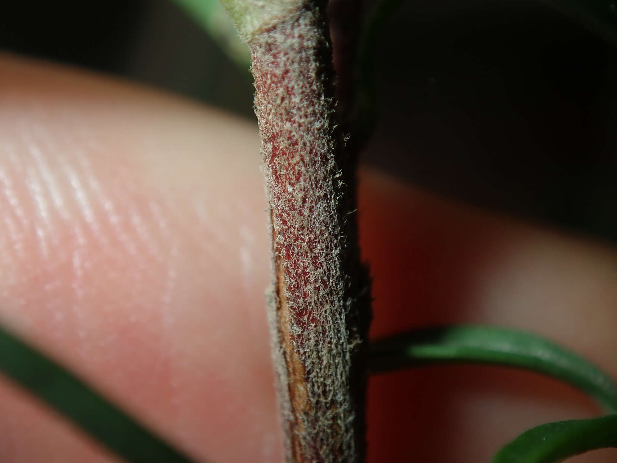 Image of Hibbertia linearis R. Br. ex DC.