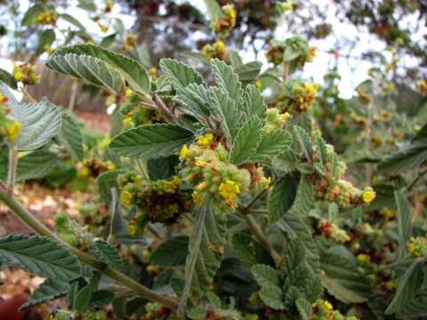 Image de Waltheria indica L.