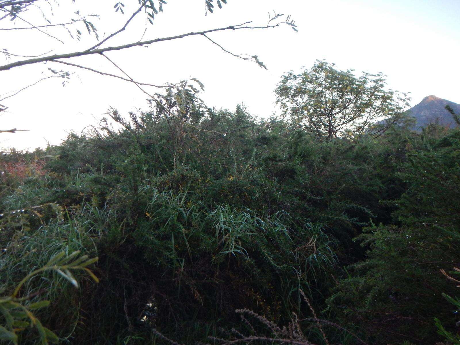 Image of Cliffortia longifolia (Eckl. & Zeyh.) Weim.