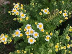 Image of feverfew