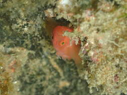 Image of Orange reef-goby