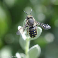 Image of Anthidium maculosum Cresson 1878