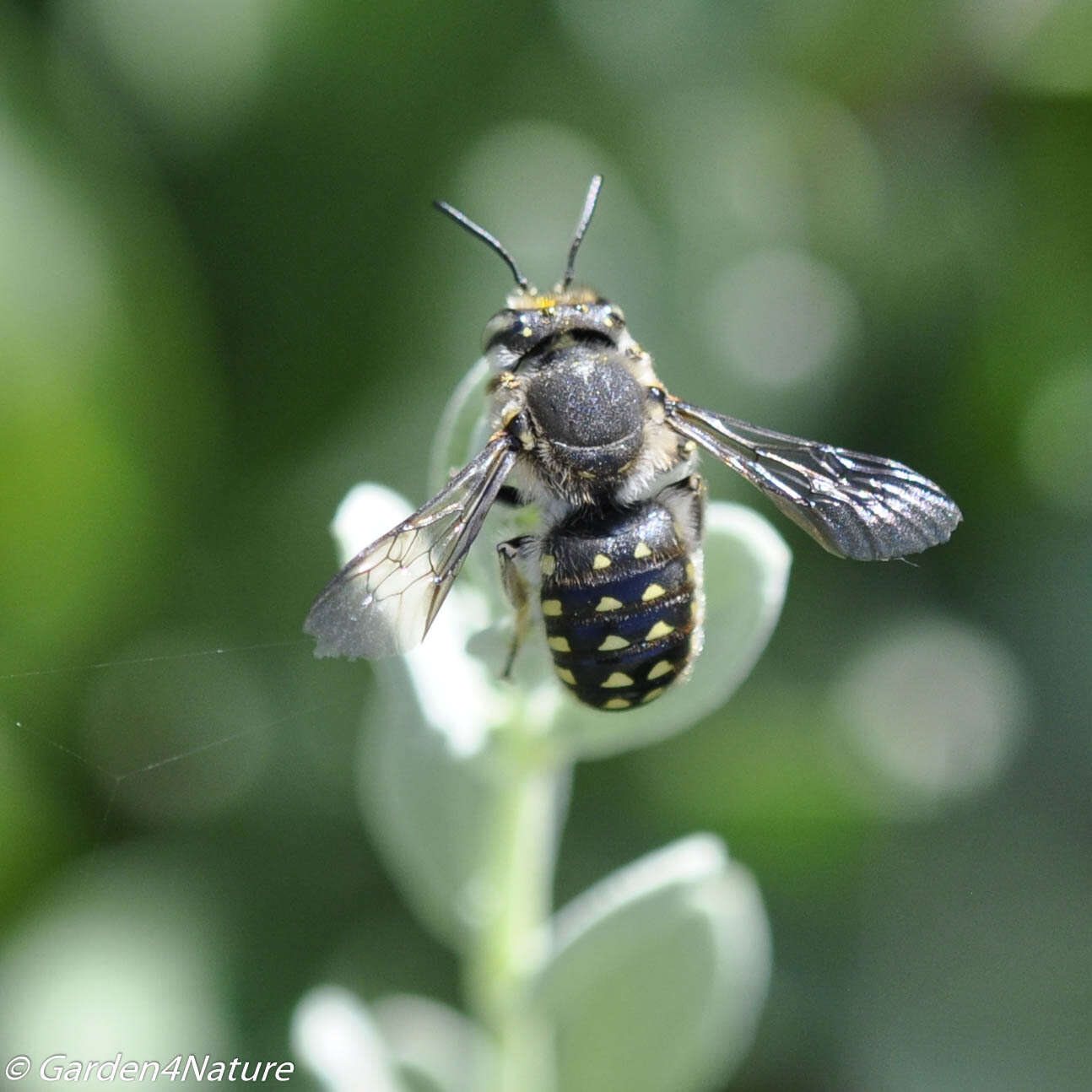 Image of Anthidium maculosum Cresson 1878