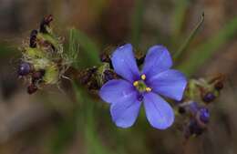 Image of Aristea africana (L.) Hoffmanns.