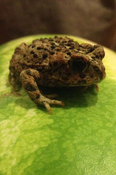 Image of western toad