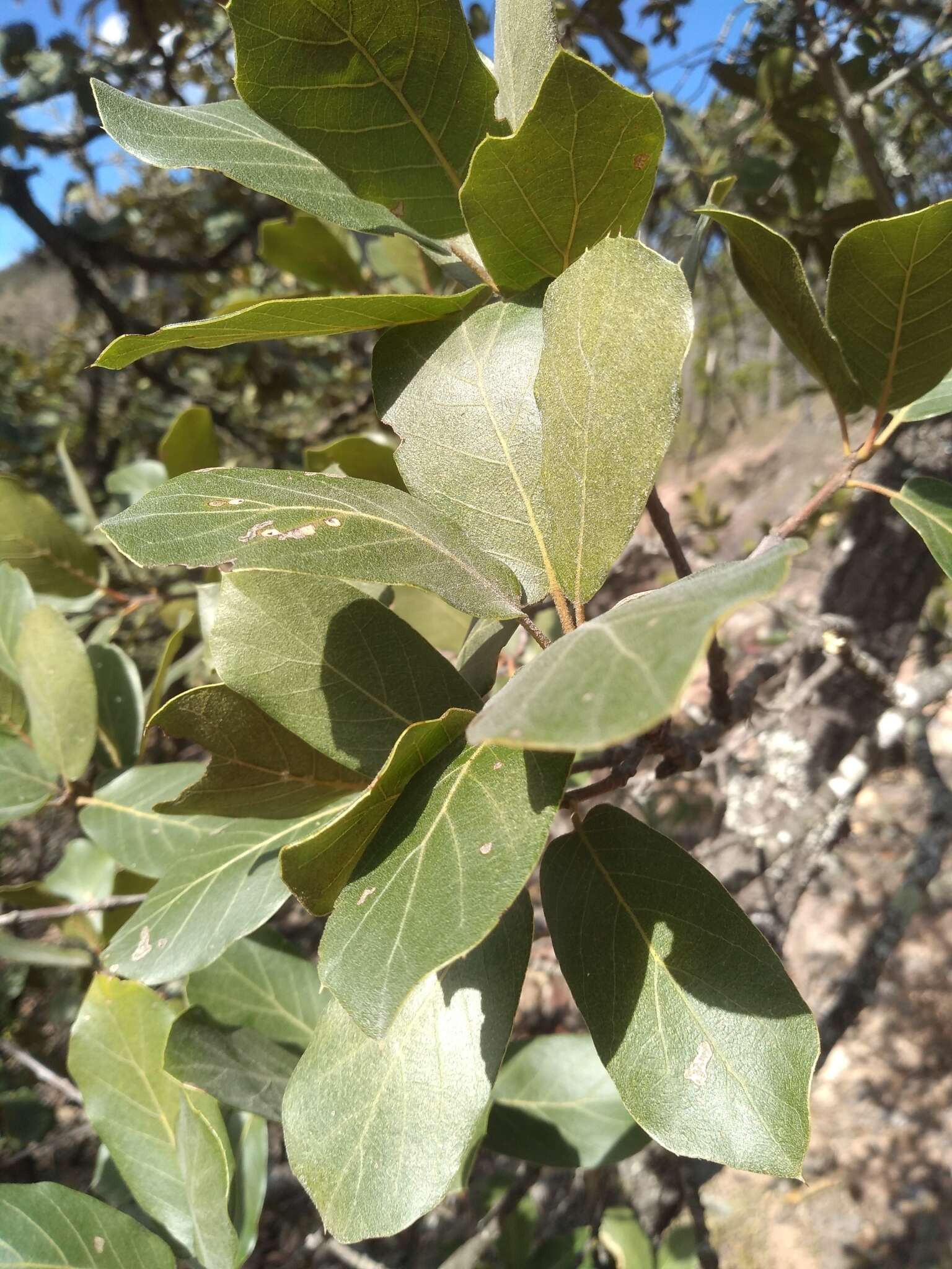 Imagem de Quercus jonesii Trel.