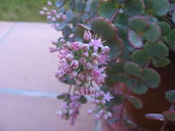 Imagem de Hylotelephium sieboldii (Sweet ex Hook.) H. Ohba