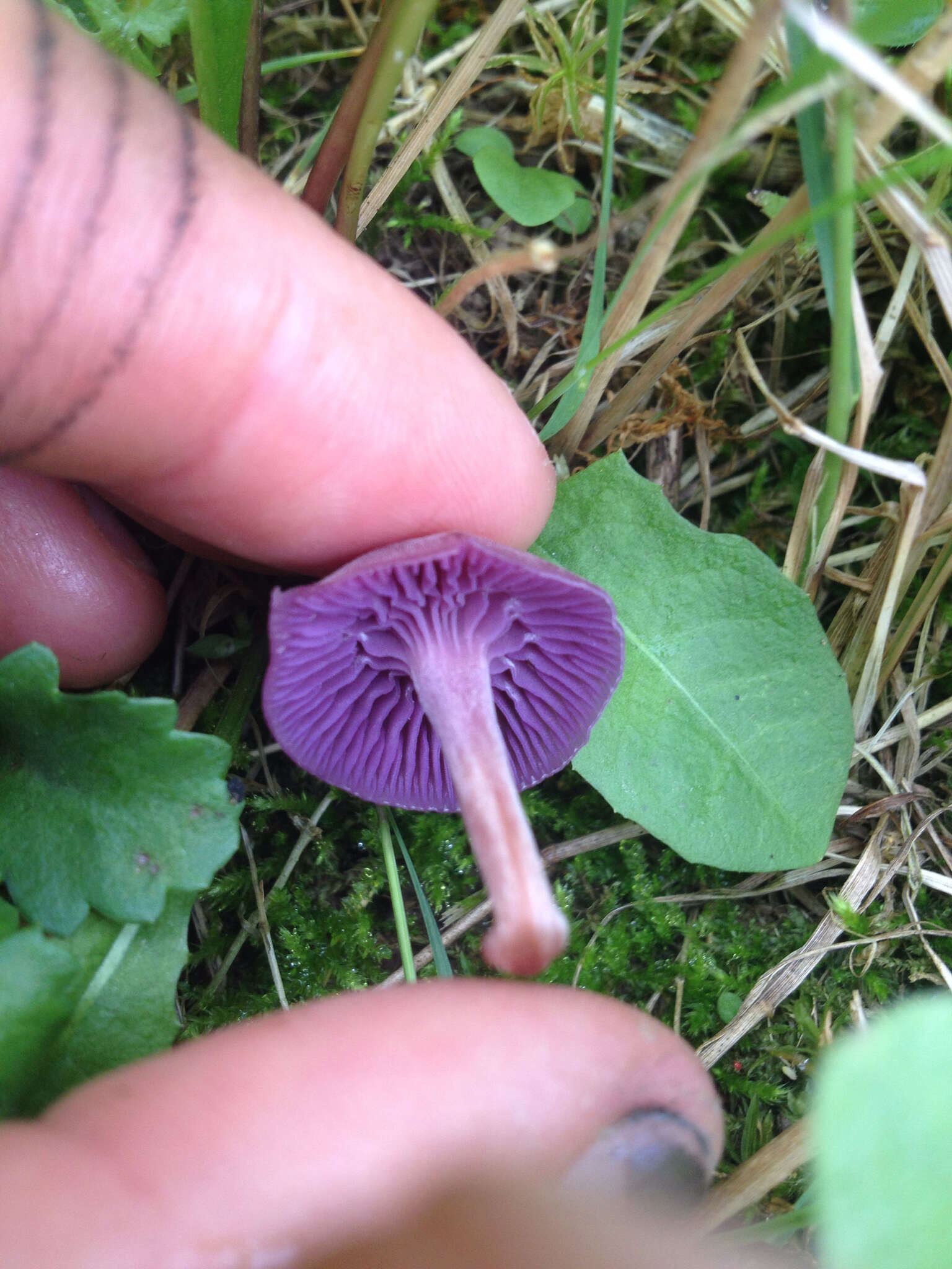 Image of Laccaria amethystina Cooke 1884