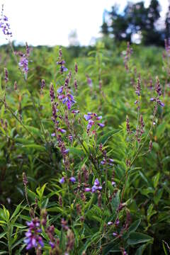 Image of showy ticktrefoil