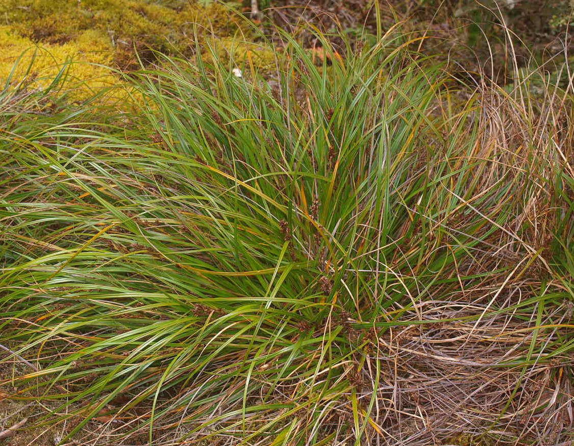 Morelotia affinis (Brongn.) S. T. Blake的圖片