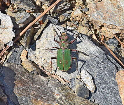 Image of Cicindela (Cicindela) campestris olivieria Brullé 1832