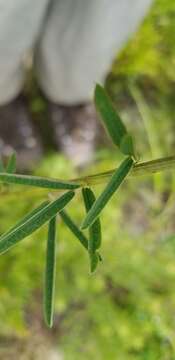 Imagem de Lespedeza angustifolia (Pursh) Elliott