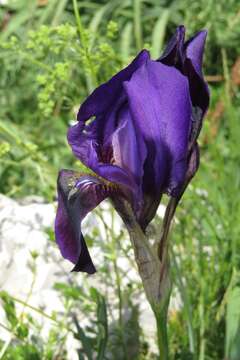 Imagem de Iris bicapitata Colas.