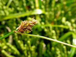 Image of Carex trachycarpa Cheeseman