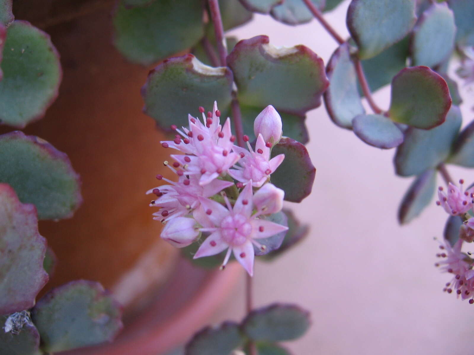 Imagem de Hylotelephium sieboldii (Sweet ex Hook.) H. Ohba