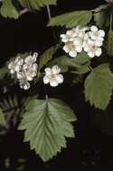 Image de Crataegus mollis (Torr. & Gray) Scheele