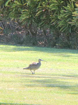 Image of Bristle-thighed Curlew