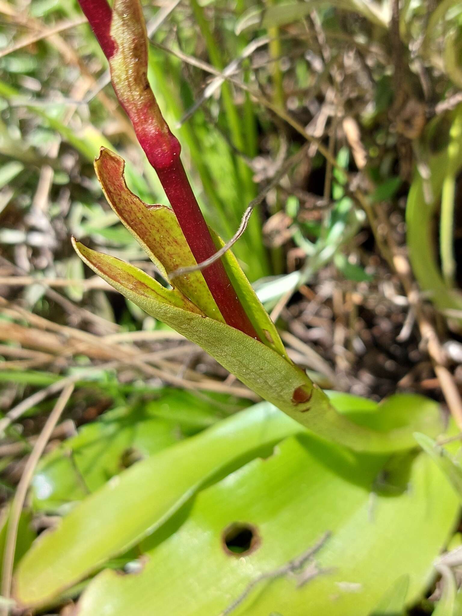 Pterygodium cooperi Rolfe resmi