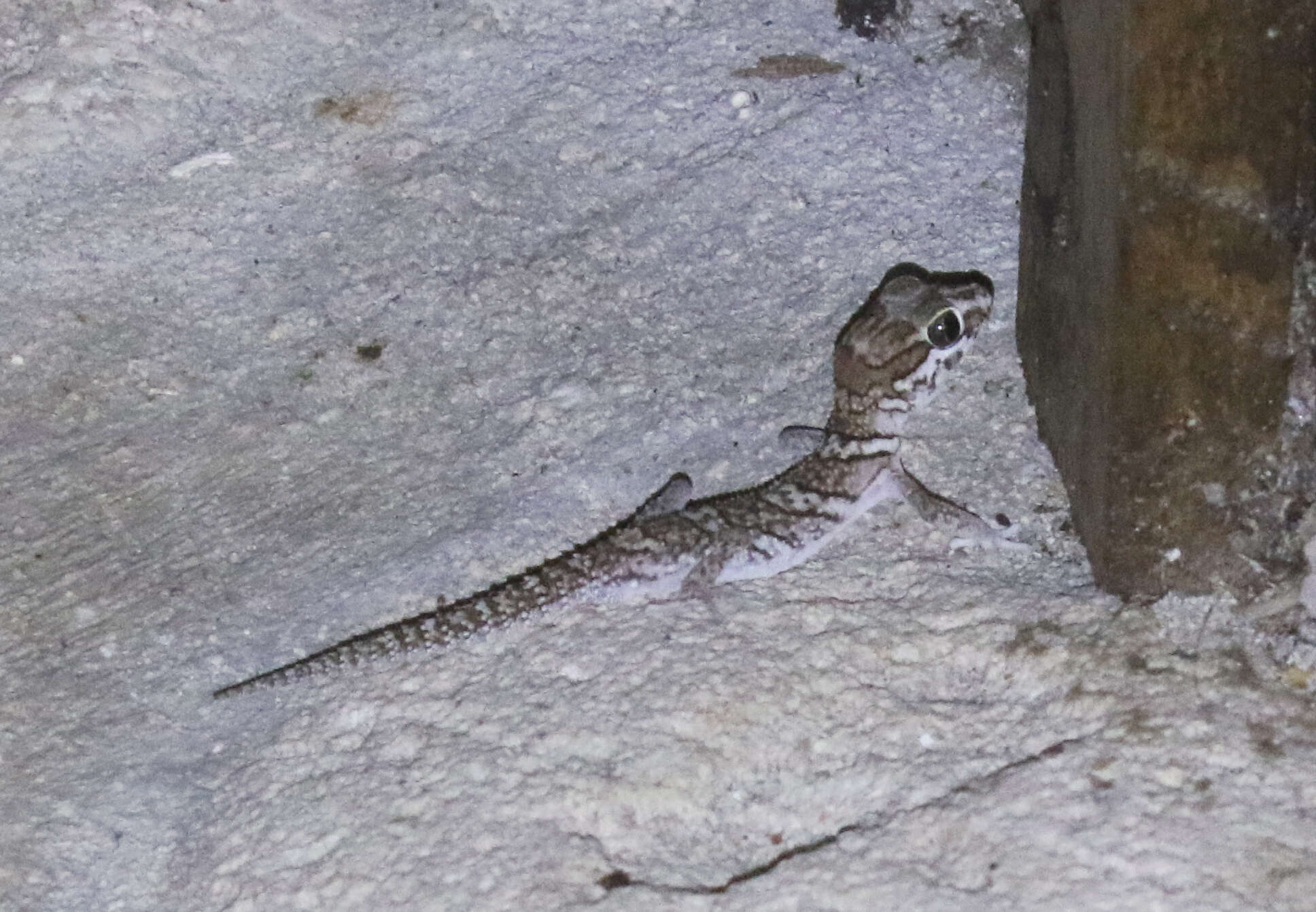 Image of Panther Gecko