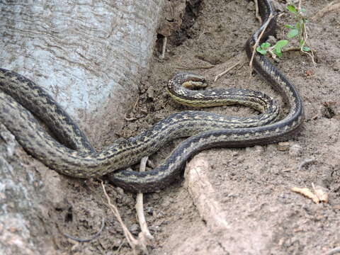 Image of Orange-bellied Racer