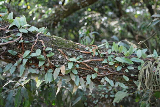 Image de Microgramma vaccinifolia (Langsd. & Fisch.) Copel.