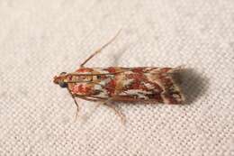 Image de Acrobasis porphyrella Duponchel 1836