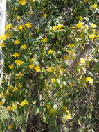 Image of Rankin's trumpetflower