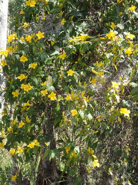 Image of Rankin's trumpetflower