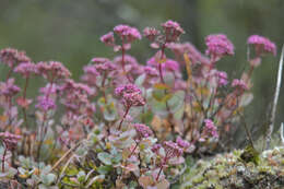 Imagem de Hylotelephium ewersii (Ledeb.) H. Ohba