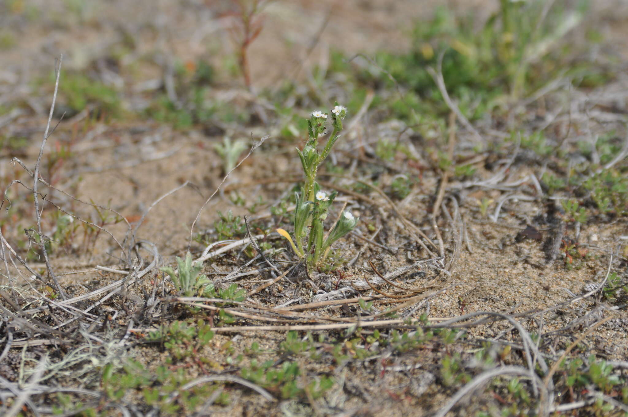 Sivun Cryptantha leiocarpa (Fisch. & C. A. Mey.) Greene kuva