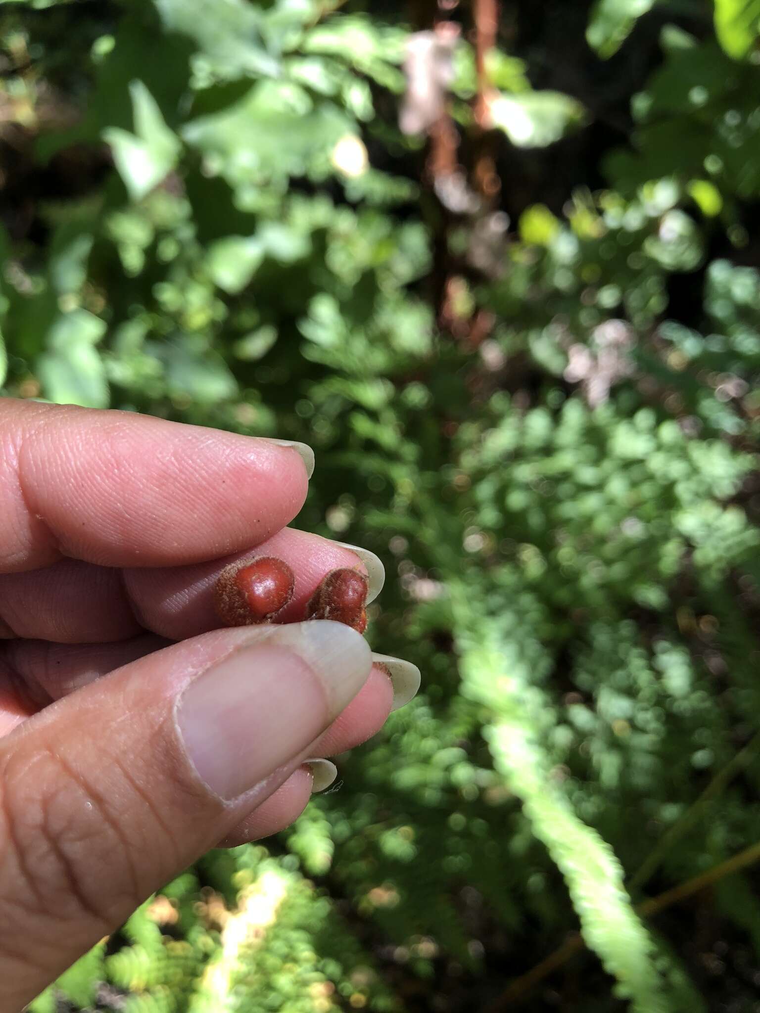 Image de Arctostaphylos andersonii A. Gray