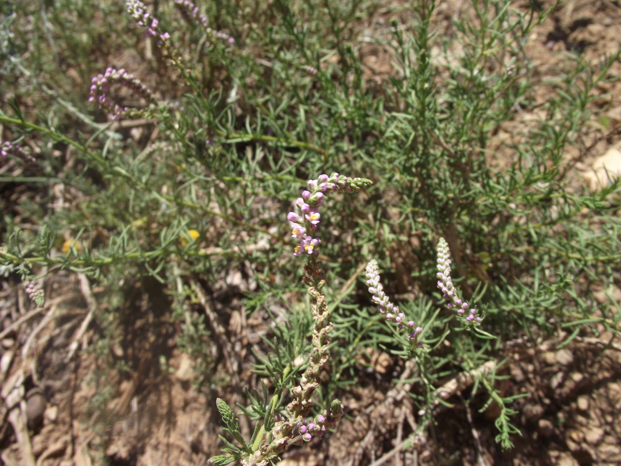 Image of Selago geniculata L. fil.