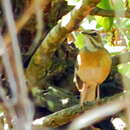 Image of Miombo Scrub Robin