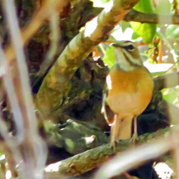 Image of Miombo Scrub Robin