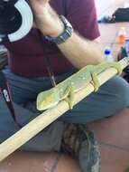 Image of Common African Flap-necked Chameleon