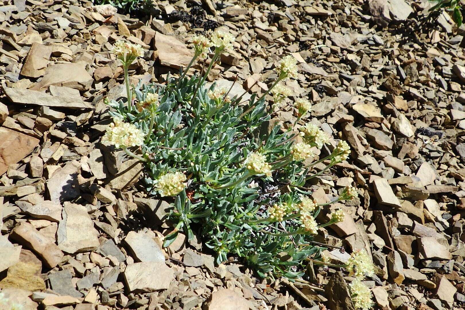 Image of rockjasmine buckwheat