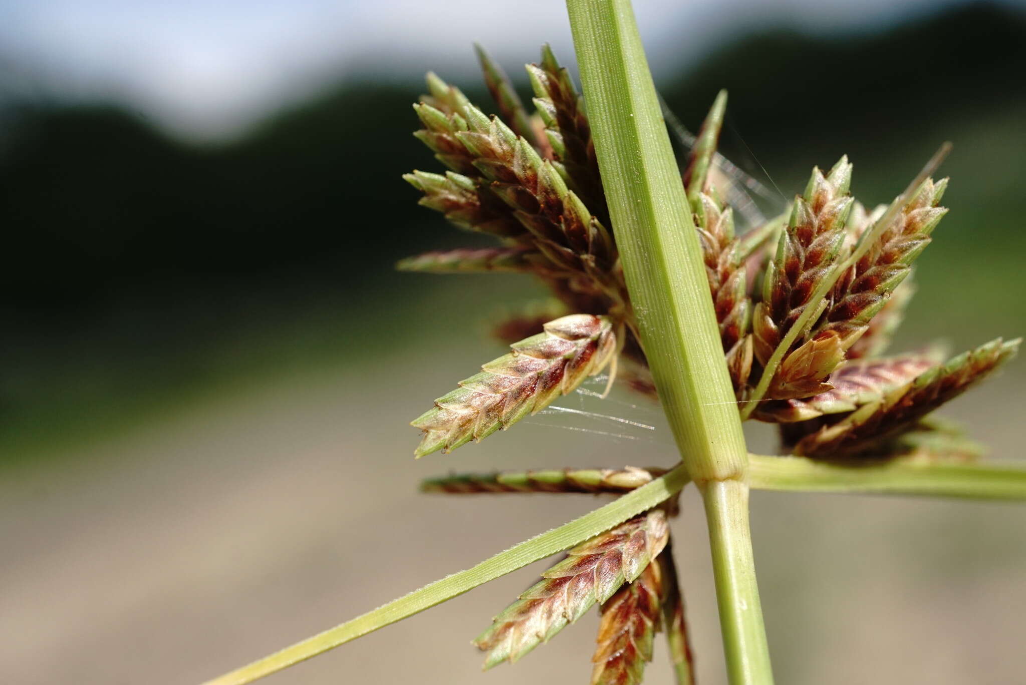 Image of Cyperus glaber L.