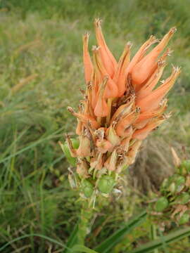 Aloe cooperi Baker resmi