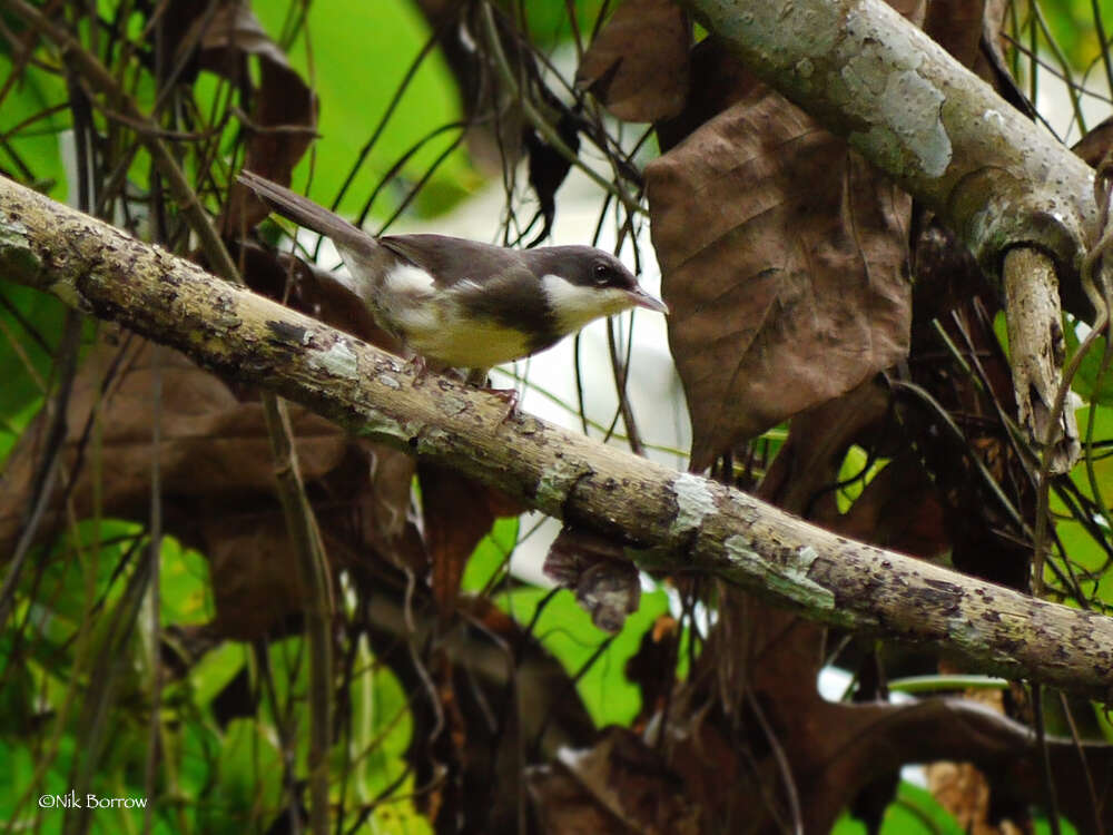 Image of Dohrn's Warbler