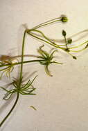 Spergula arvensis L. resmi